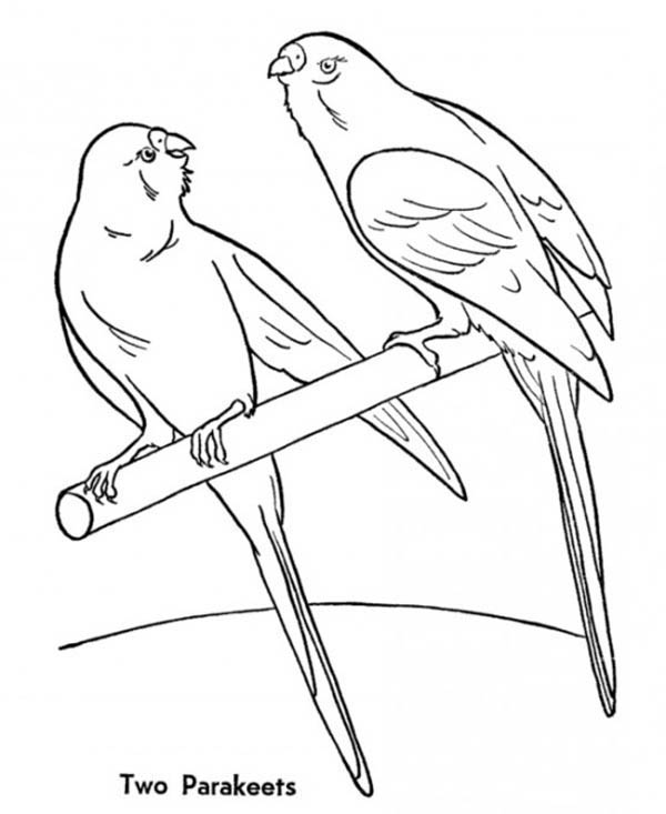 Parakeet coloring pages