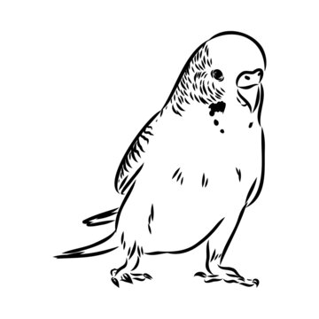 Budgie outline images â browse photos vectors and video