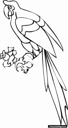 Parakeet coloring pages printable