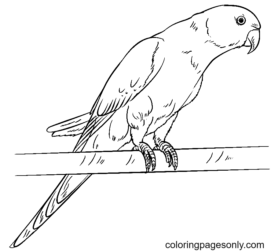 Parrot coloring pages printable for free download