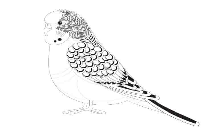 Parrot coloring pages kids coloring pages