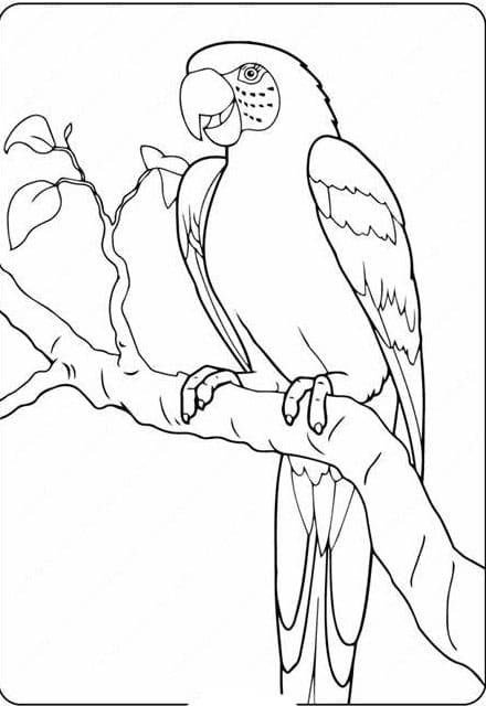Parakeet jpg coloring page