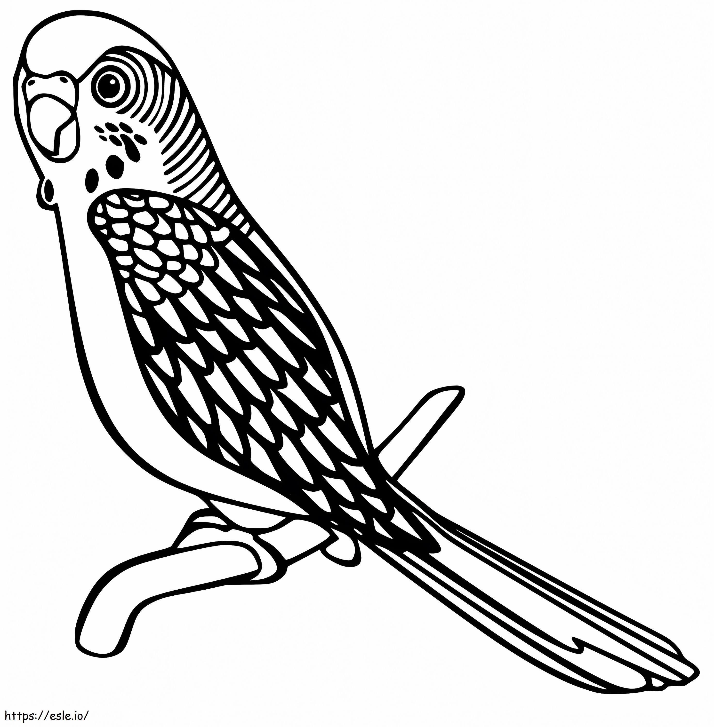 Free parakeet coloring page