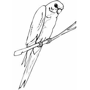 Parakeet coloring sheet