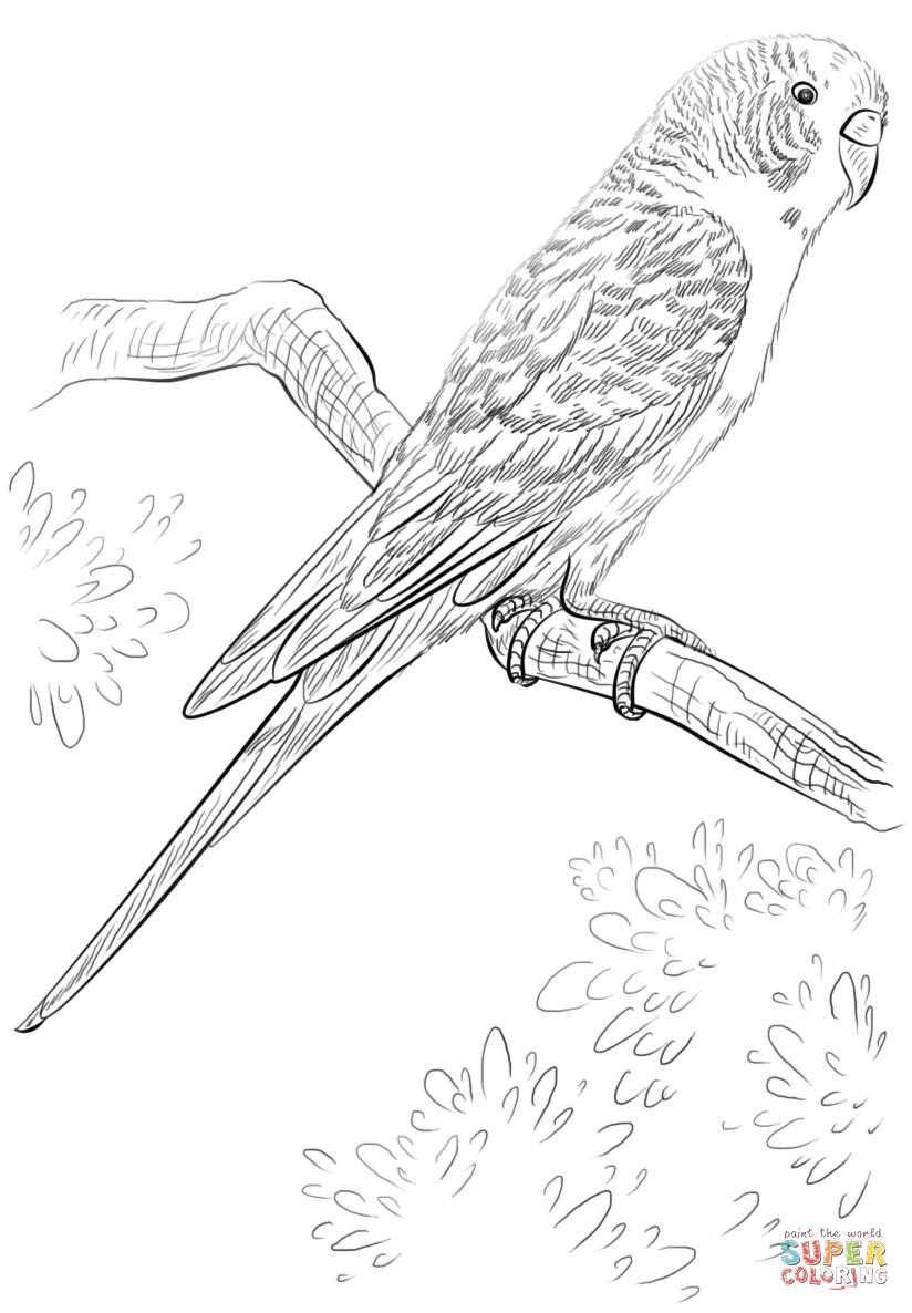 Budgie parrot coloring page free printable coloring pages