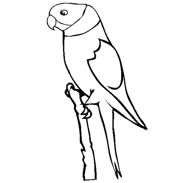 Parakeet coloring pages