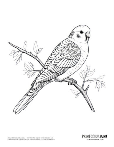 Bird clipart coloring pages creative crafts activities for young birdwatchers at
