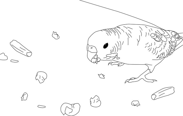 Parakeet coloring pages coloring pages animal sketches coloring books