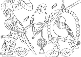 Budgie louring pages