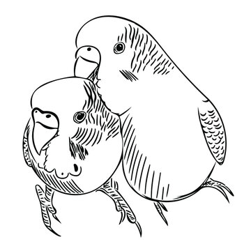 Budgie outline images â browse photos vectors and video