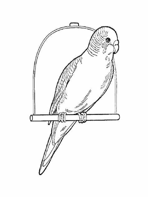 Print parakeet coloring page