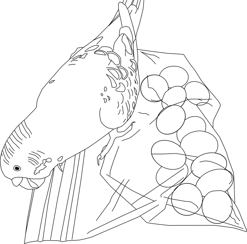 Parakeet coloring pages