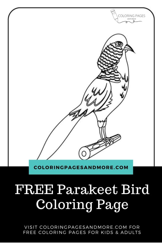 Parakeet bird coloring page