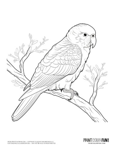 Bird clipart coloring pages creative crafts activities for young birdwatchers at