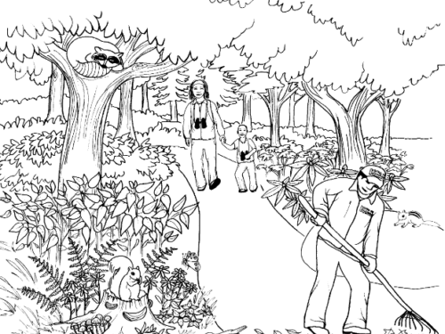 Coloring activities central park conservancy