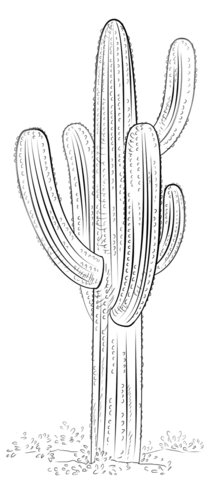 Saguaro cactus coloring page free printable coloring pages