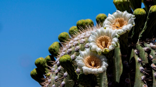 Saguaro national park us national park service
