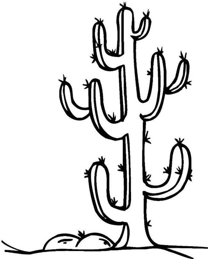 Saguaro cactus coloring pages coloring pages pumpkin coloring pages cactus