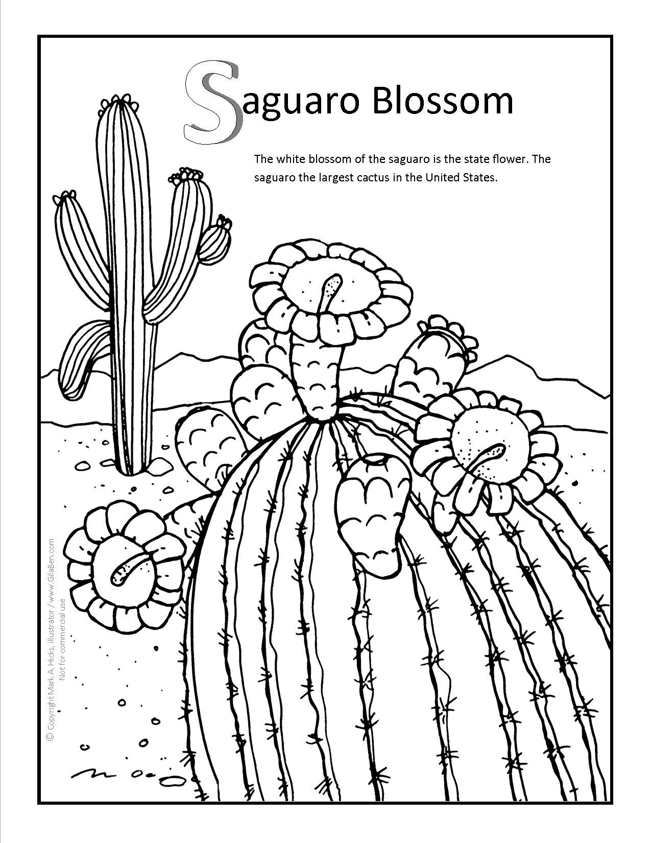 Saguaro blossom coloring page at gilaben flower coloring pages coloring pages flag coloring pages