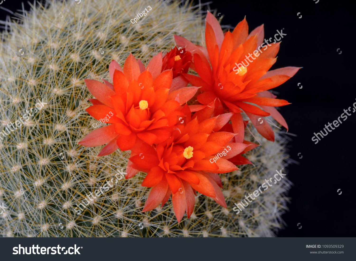 Cactus parodia haselbergii flower isolated on stock photo