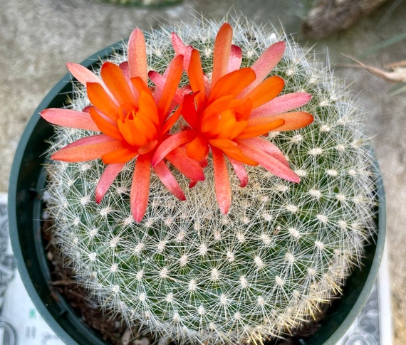 Pot of scarlet ball cactus parodia haselbergii notocactus