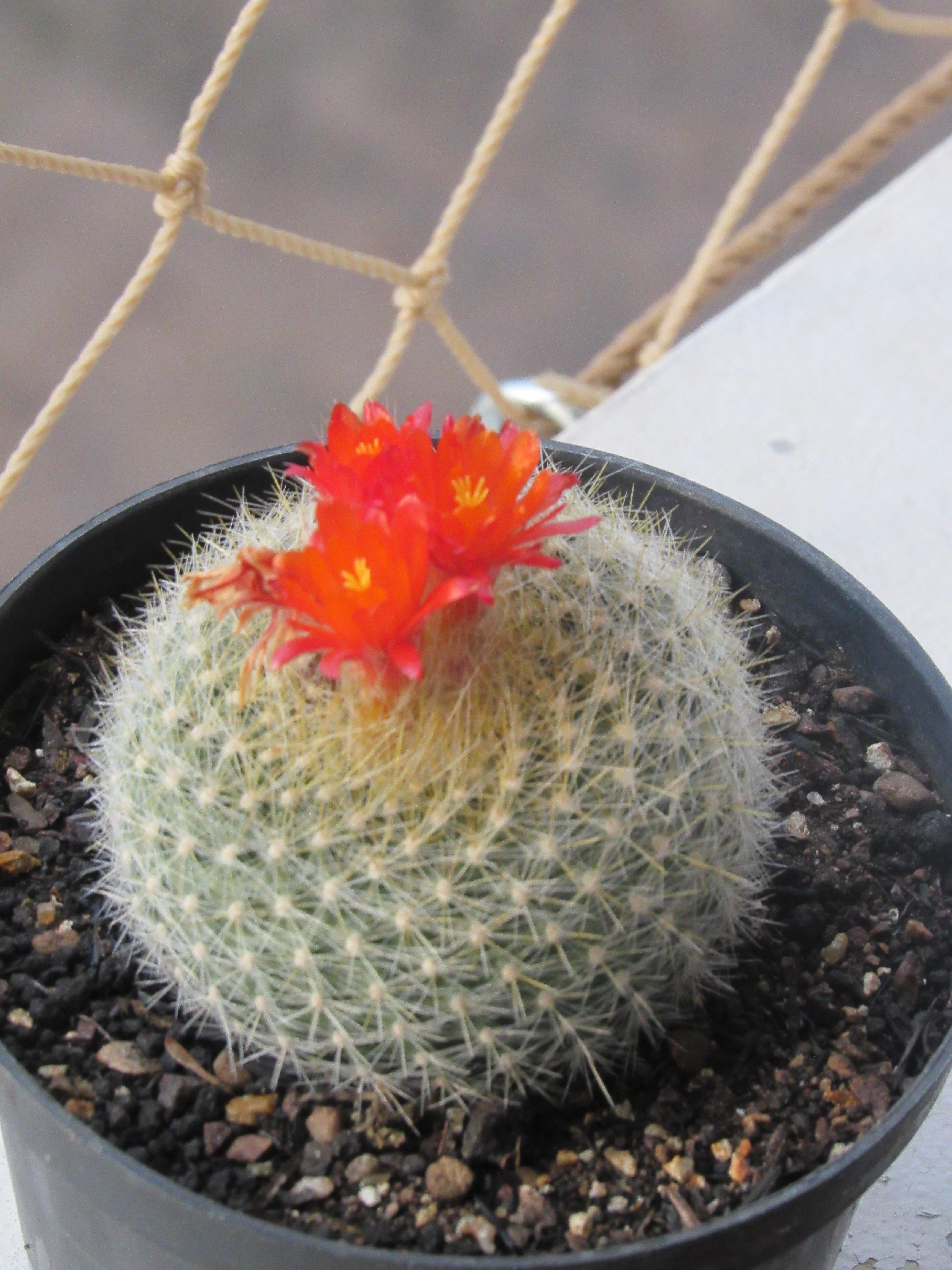Parodia haselbergii with flowers rcactus