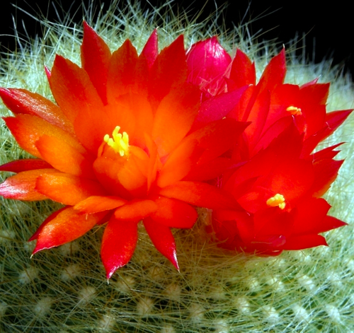 Cacti