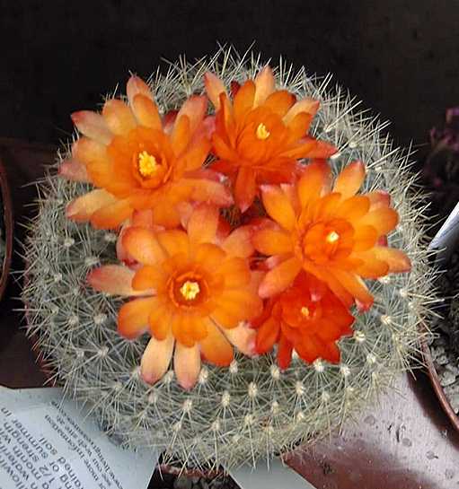 Scarlet ball cactus parodia haselbergii