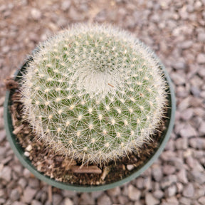 Parodia haselbergii scarlet ball cactus