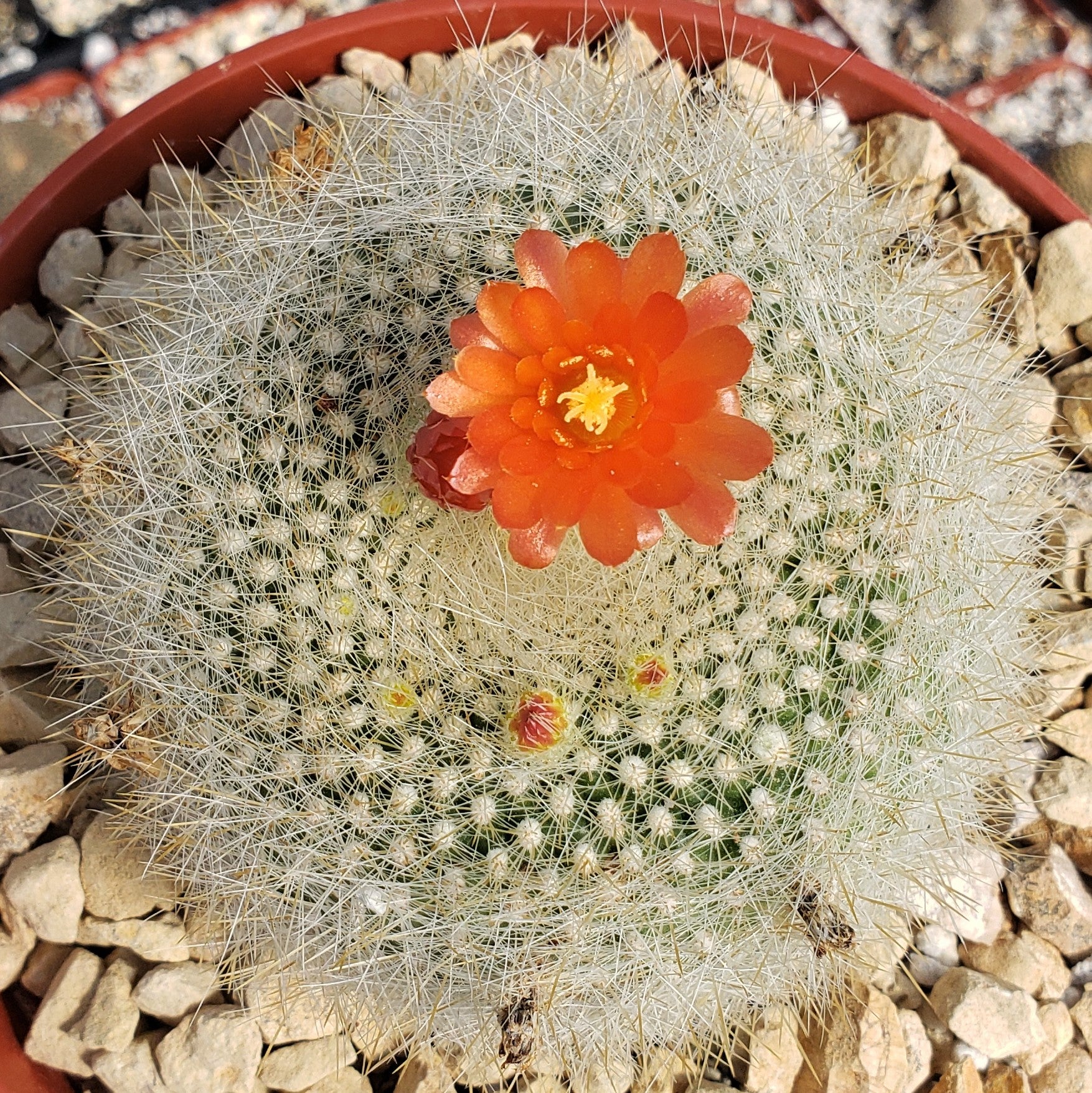 Scarlet ball cactus parodia haselbergii info