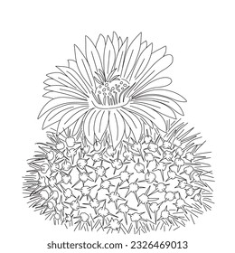 Parodia cactus images stock photos d objects vectors