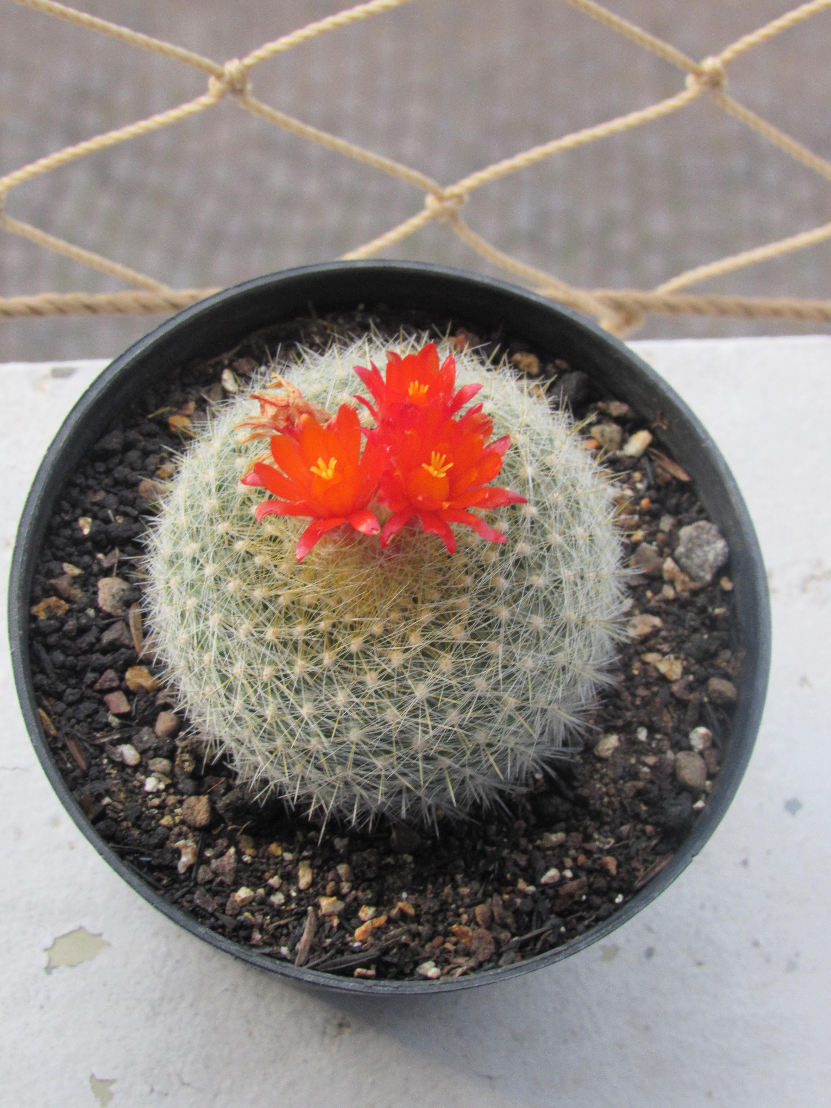 Parodia haselbergii with flowers rcactus