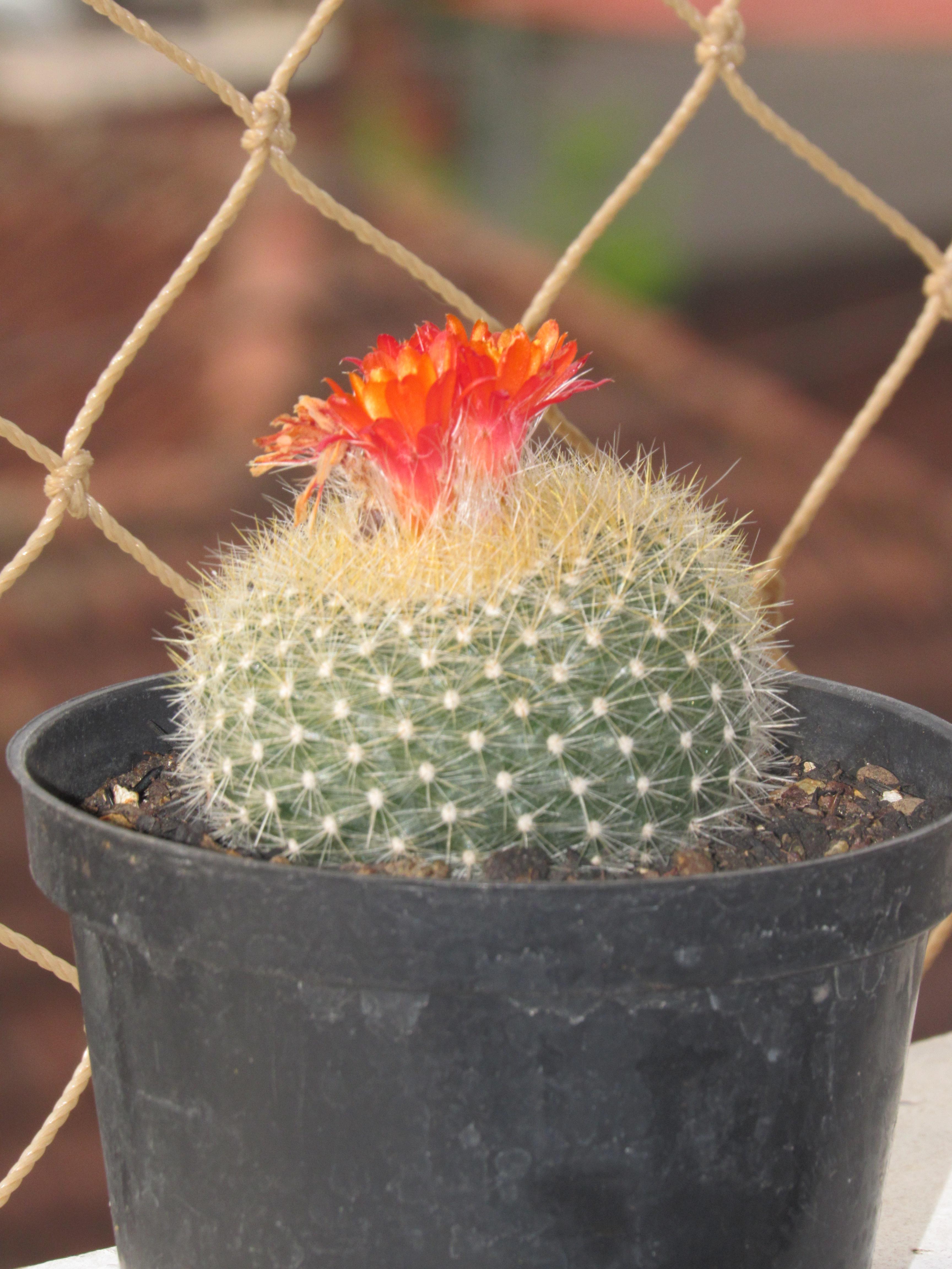Parodia haselbergii with flowers rcactus