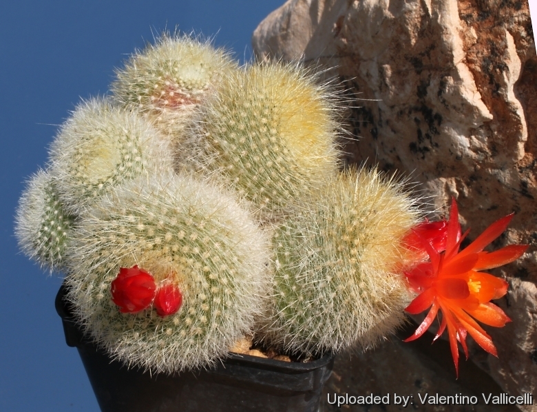 Parodia haselbergii