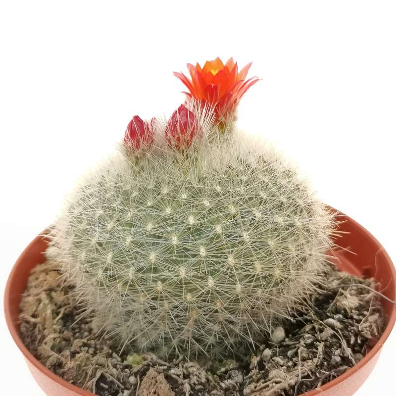 Notocactus haselbergii cm cactaceae