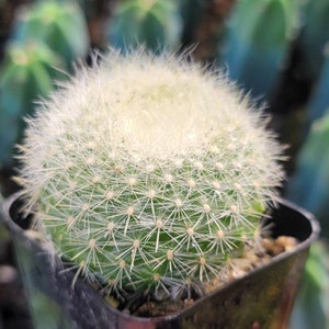 Parodia haselbergii