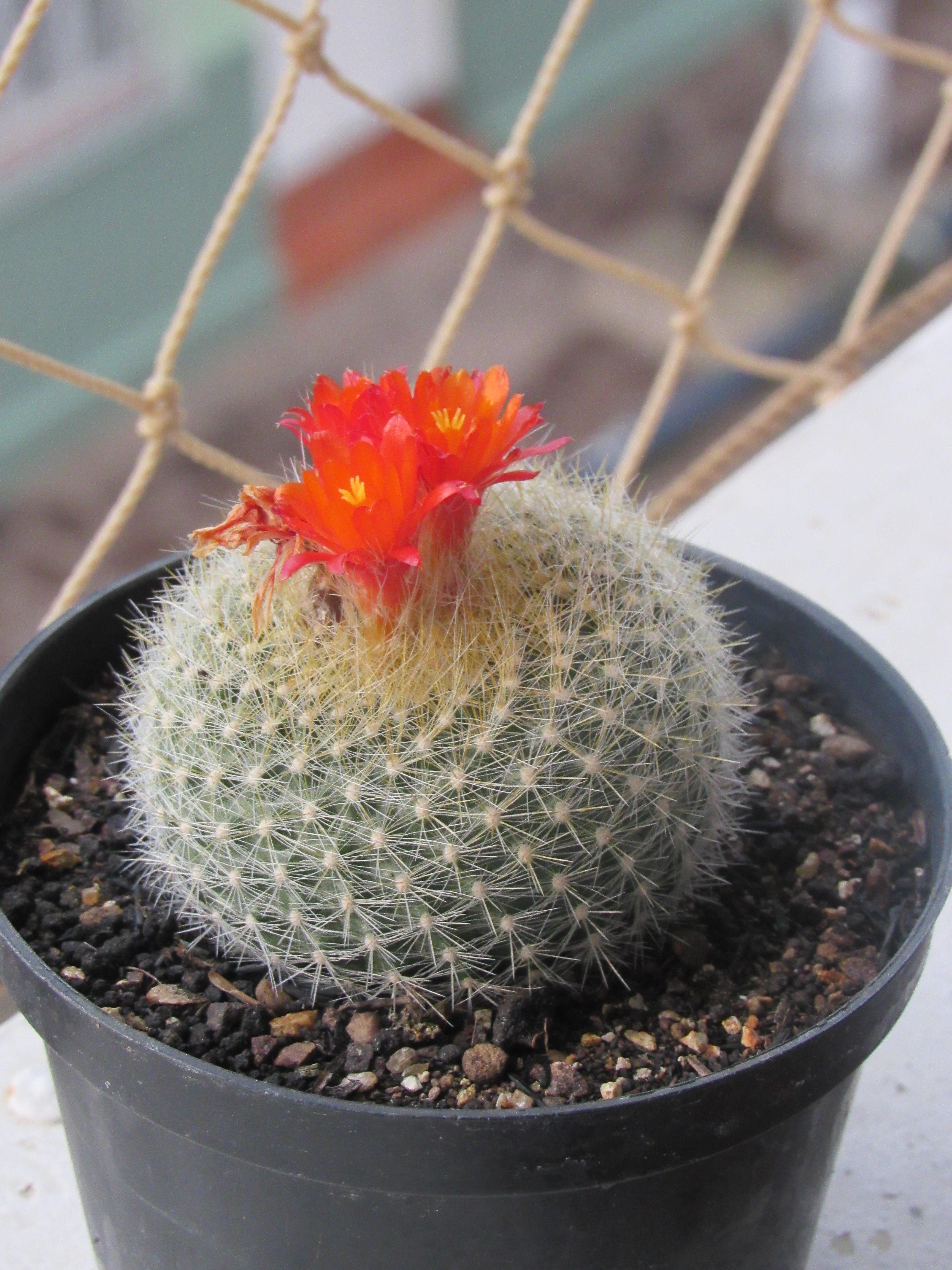 Parodia haselbergii with flowers rcactus