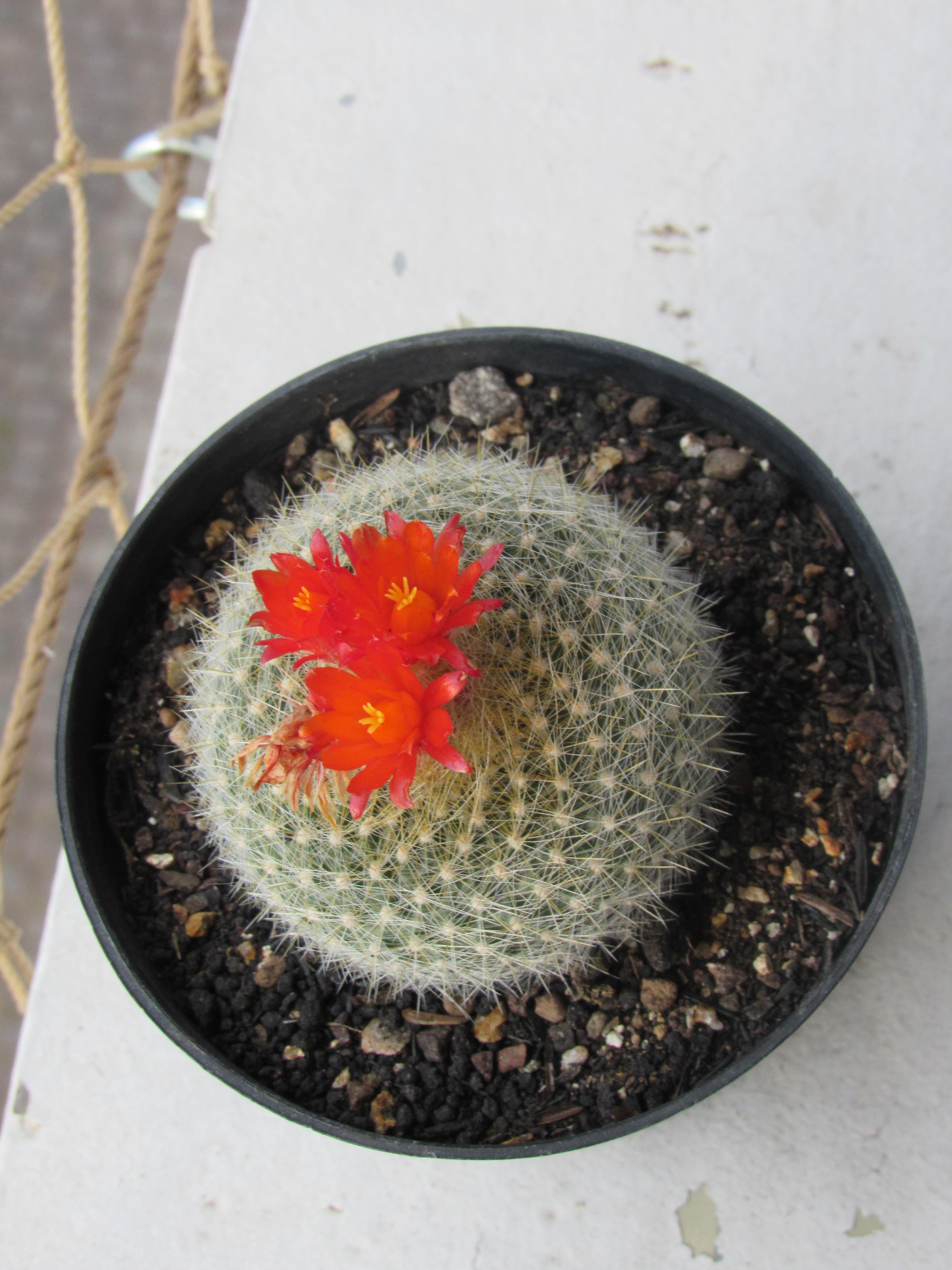 Parodia haselbergii with flowers rcactus