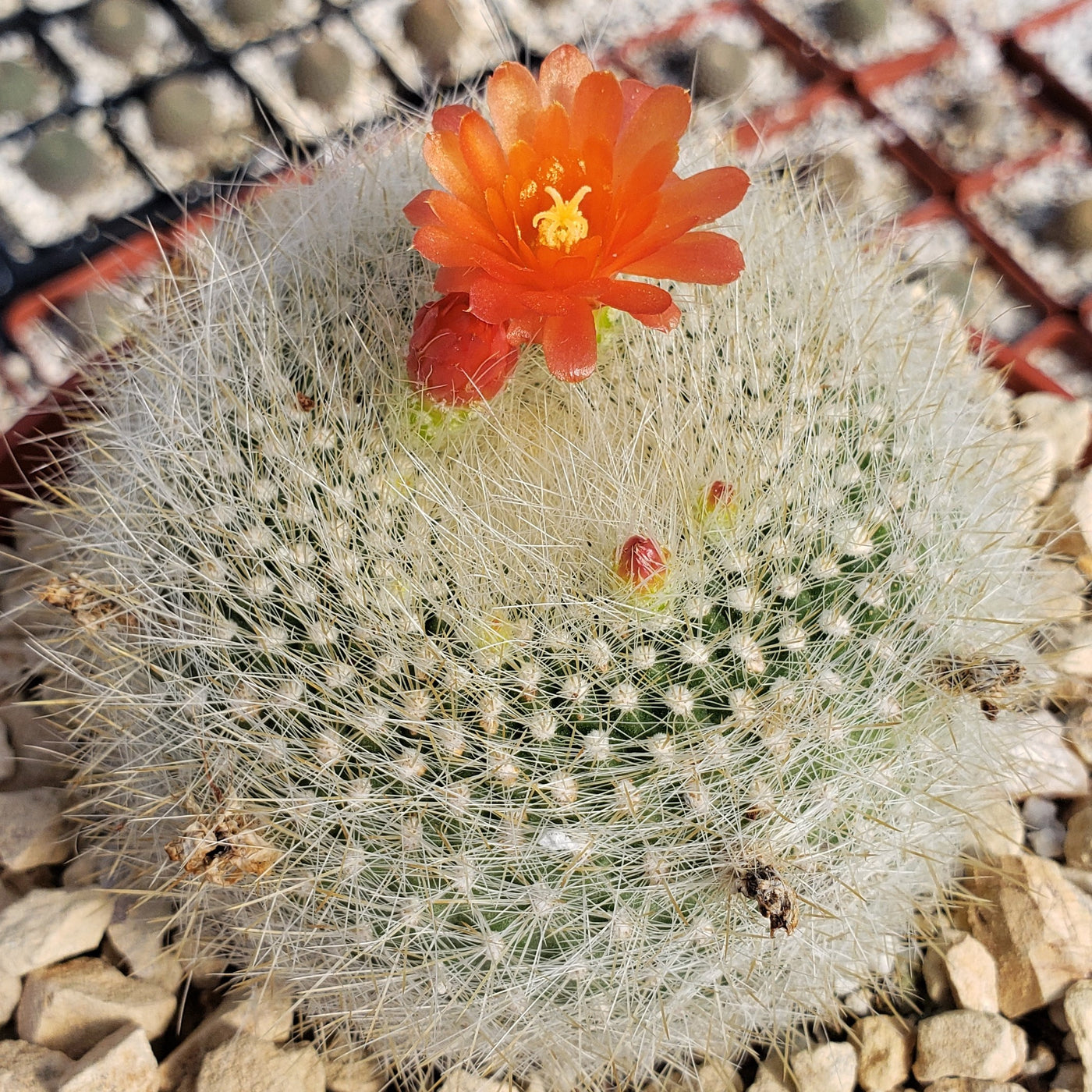 Scarlet ball cactus parodia haselbergii info