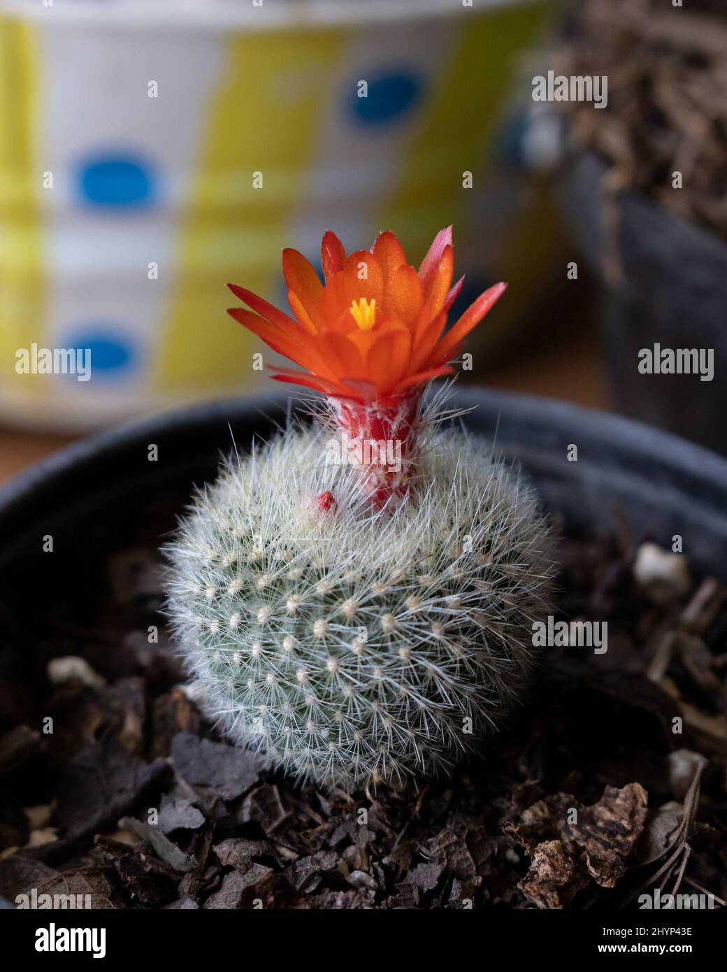 Cactus parodia hi