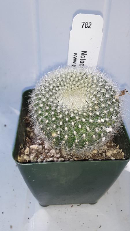 Scarlet ball cactus parodia haselbergii info