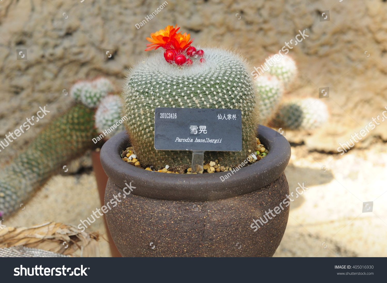 Crested scarlett ball cactus notocactus haselbergii stock photo