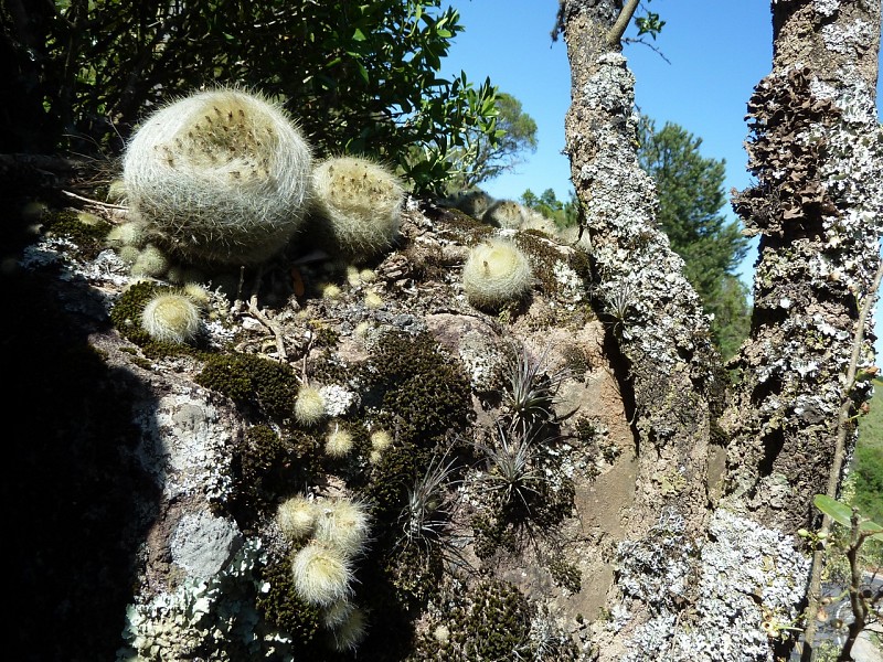 Parodia haselbergii