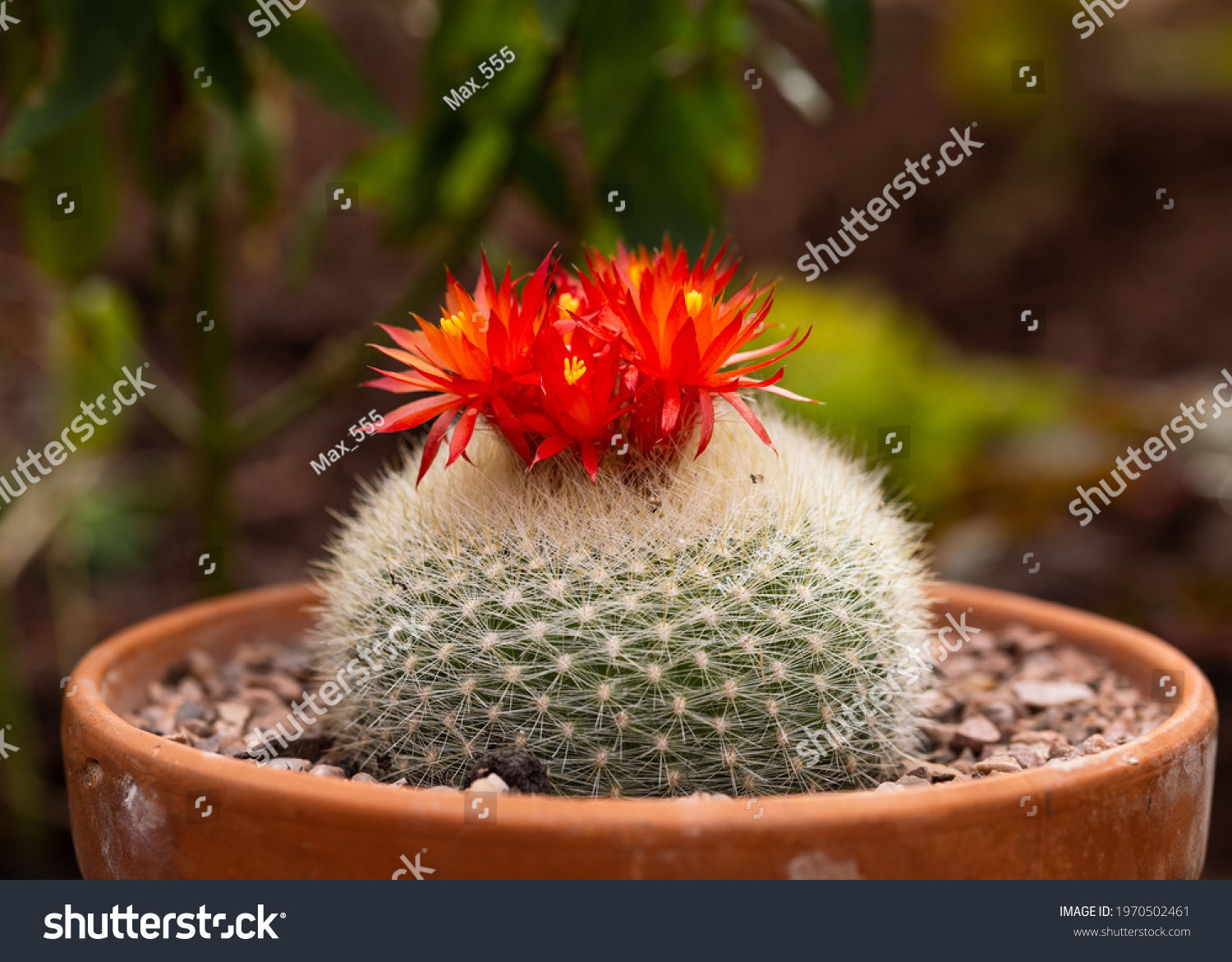 Parodia haselbergii images stock photos d objects vectors