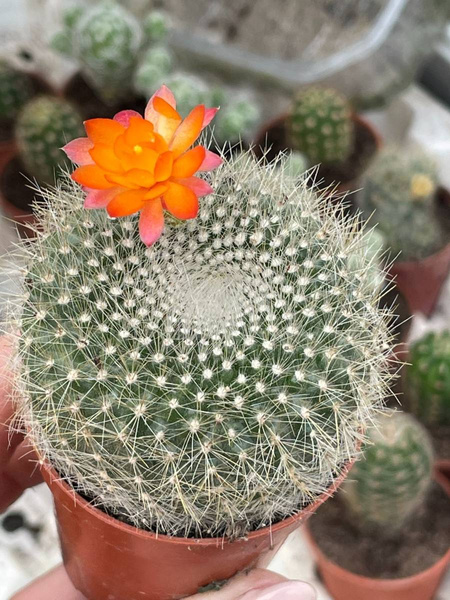 Brasilicactus haselbergii cactuses brasilicactus kaktusy sukulenty i inne roåliny