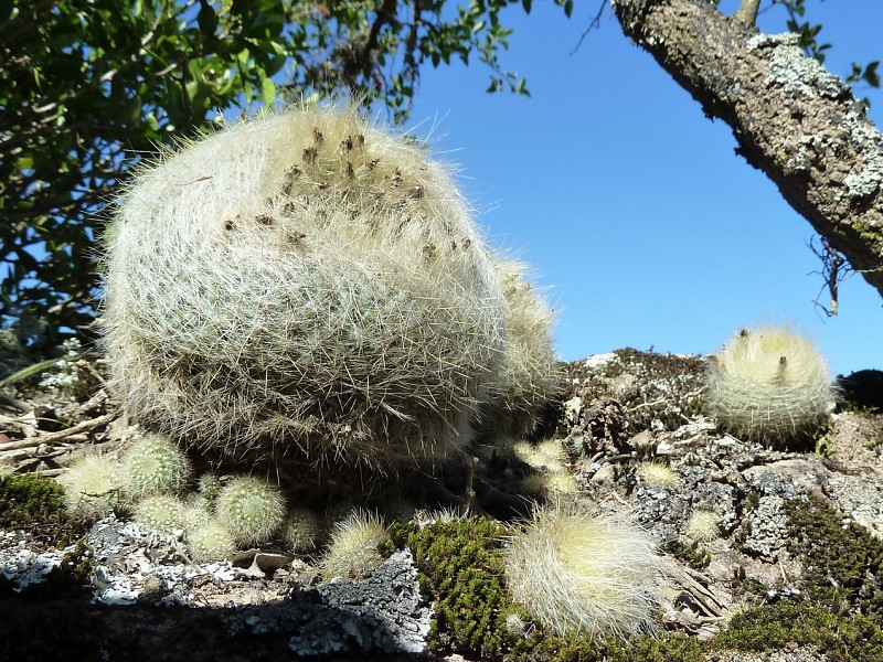Parodia haselbergii