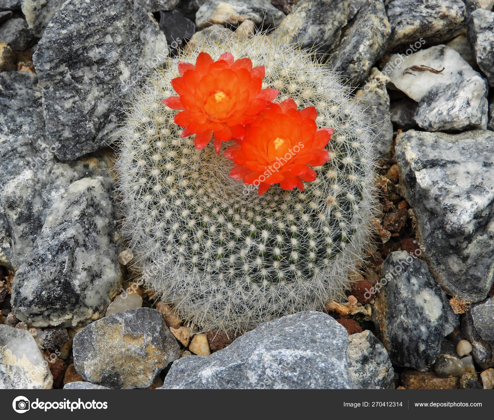 Parodia haselbergii wiith orange red flowers stock photo by lmc