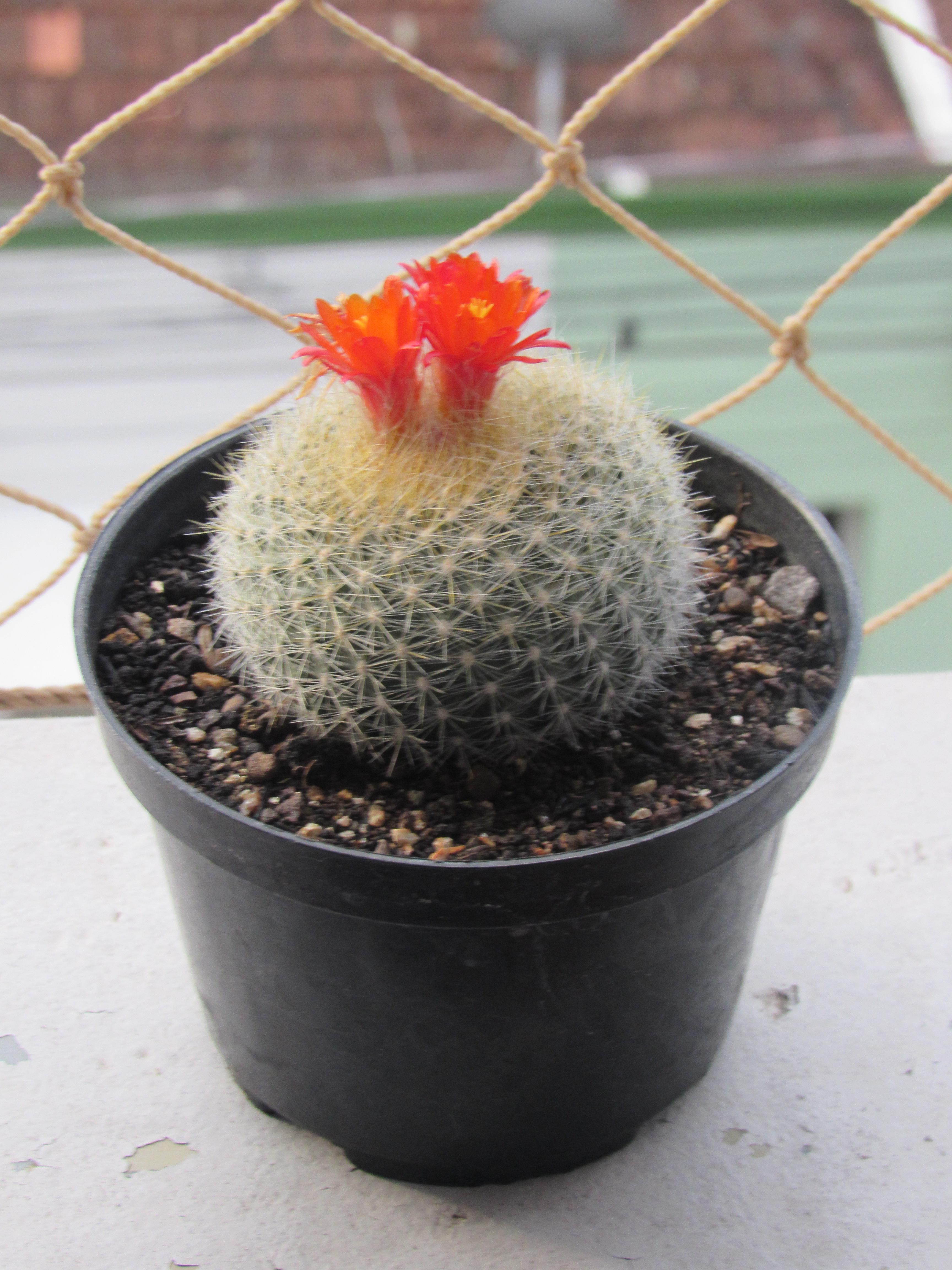 Parodia haselbergii with flowers rcactus
