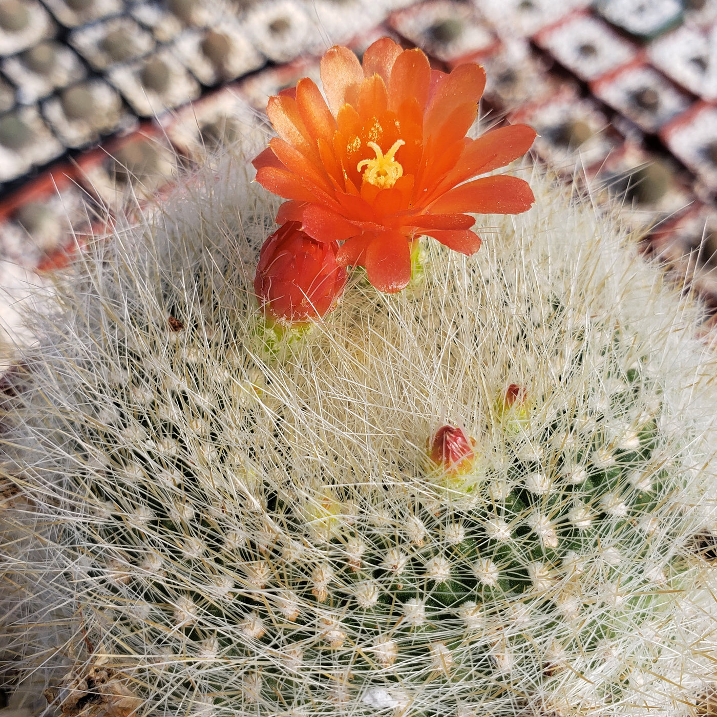 Scarlet ball cactus parodia haselbergii info
