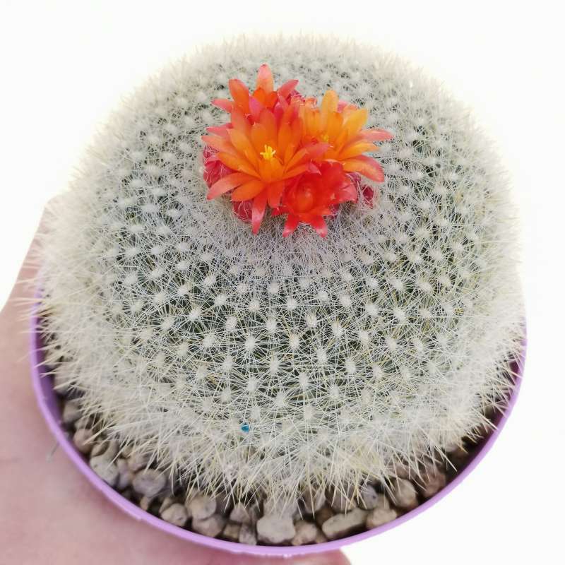 Notocactus haselbergii cm cactaceae